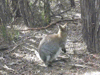 Wallaby at the Wineglass Bay & Hazards Beach Circuit